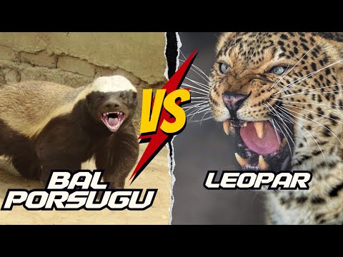Bal Porsuğu vs Leopar | Bal Porsuğu Belgeseli #balporsuğu #medyabilgini