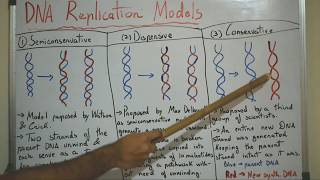 DNA Replication Models || Semiconservative, Dispersive, Conservative