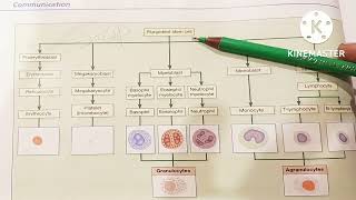 ERYTHROPOISIS/FORMATION OF BLOOD  CELLS /Heamatopoisis/erythropoisis process/stages