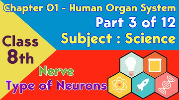 Science Class 8th Chapter 01 Human Organ System - Part 3 of 12 - Topic Type of Neurons Onlin Lecture