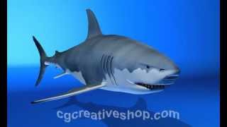 Great white shark