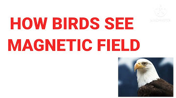 How birds see magnetic fields??