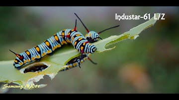 Samsung NX11. Video test soviet lenses.