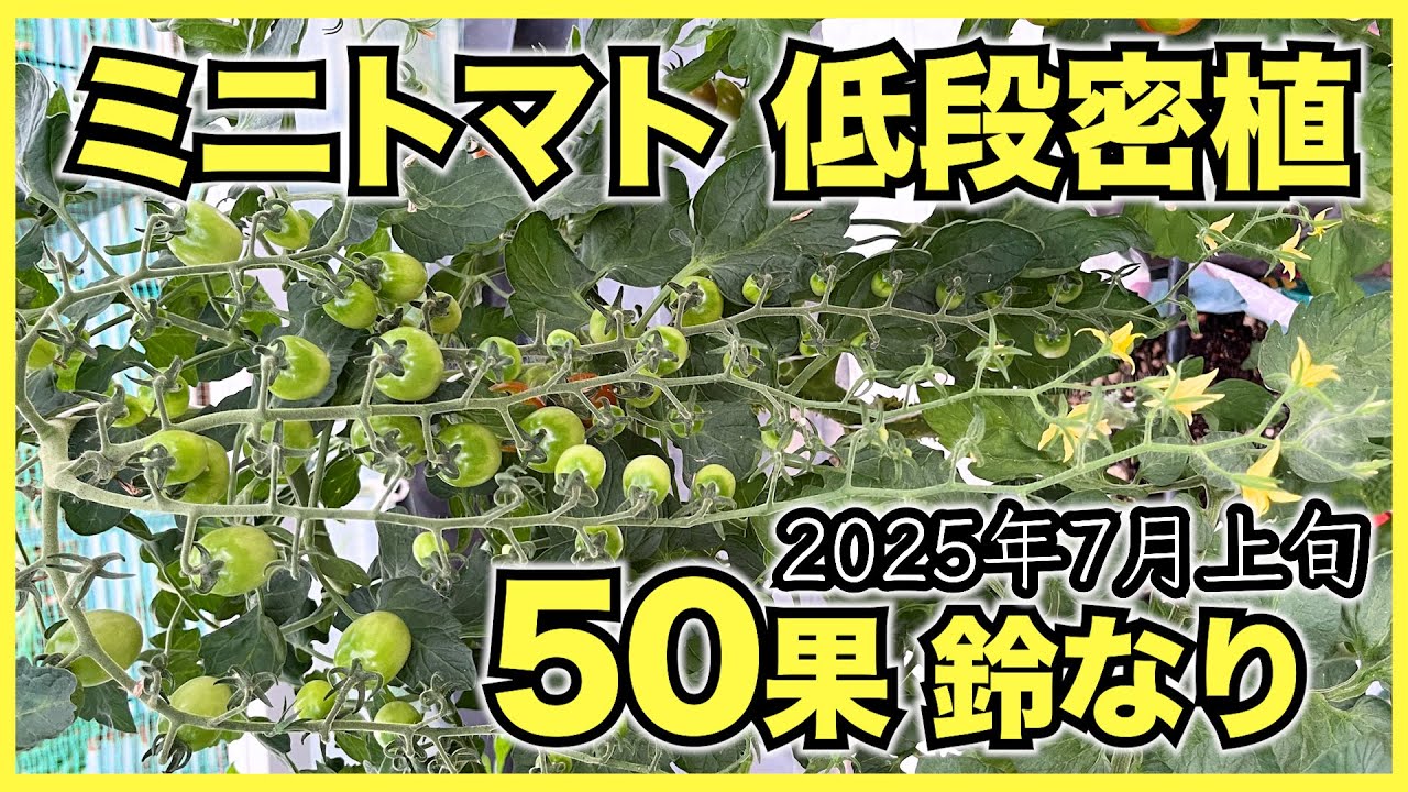 Cherry Tomatoes] 60 varieties of tomatoes grown in low-rise, dense