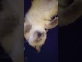 Persian kitty in REM sleep