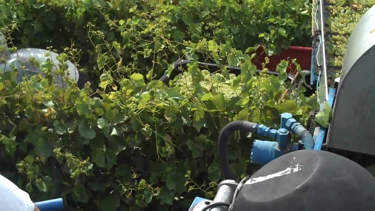 From atop of the Grape Harvester, harvesting Vidal Blanc