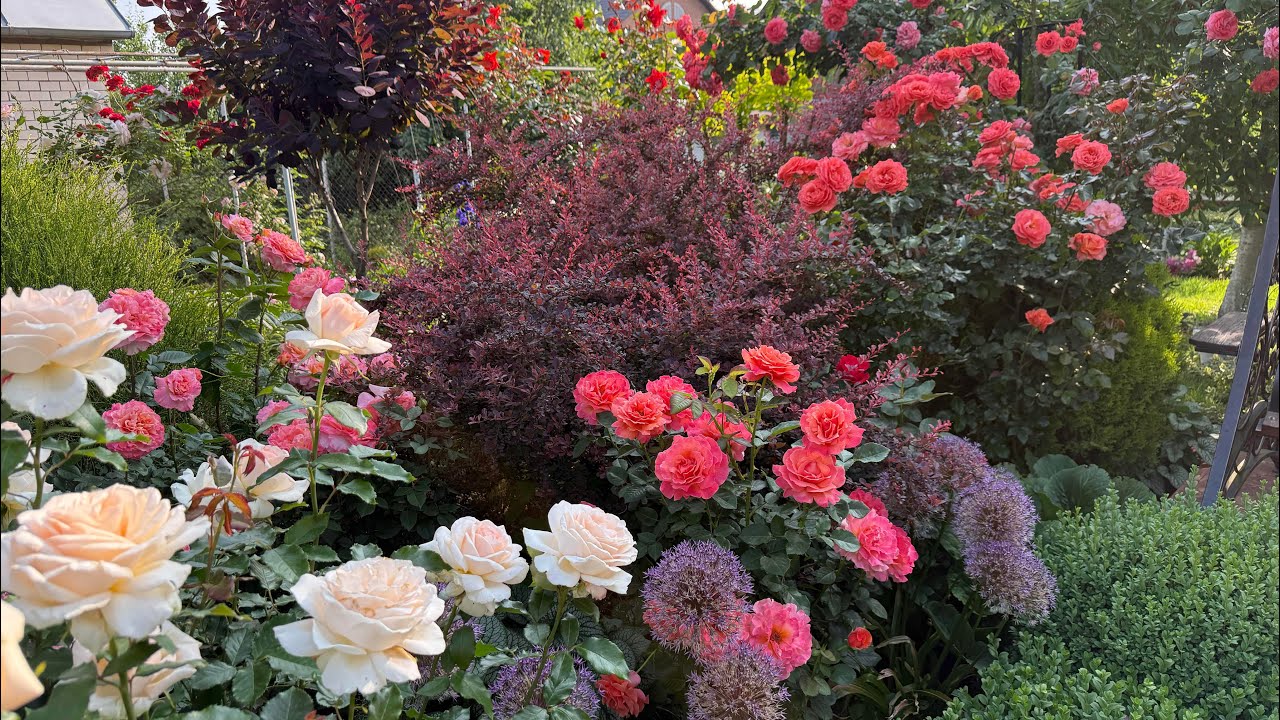 Начало цветения роз 2025 г.Прогулка.