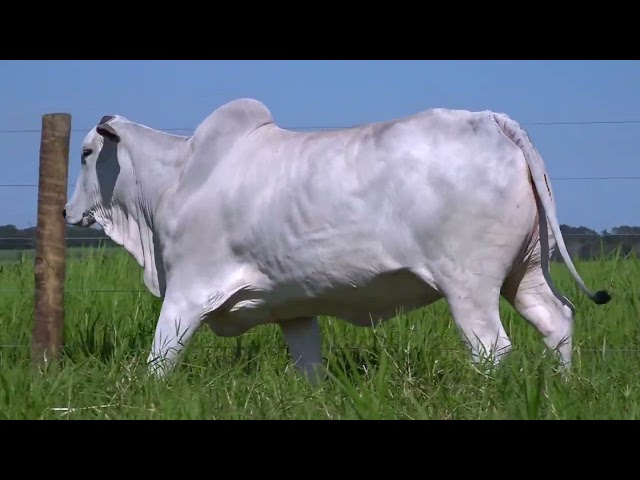 Lote 9   Leilão Terra Boa