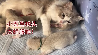 【布偶猫】奶猫日记第四篇小五牌枕头太舒适啦