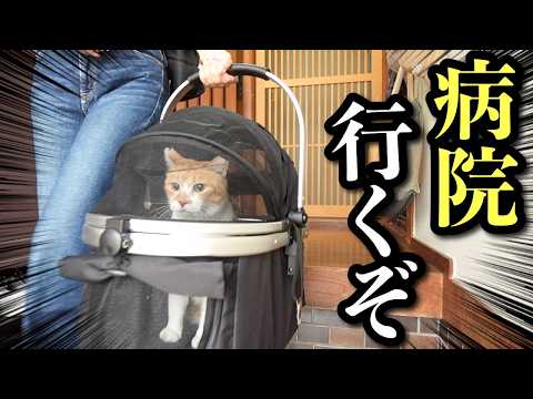 元野良猫チャチャとR me 最新動画 様子がおかしい猫を病院へ連れて行った結果‥