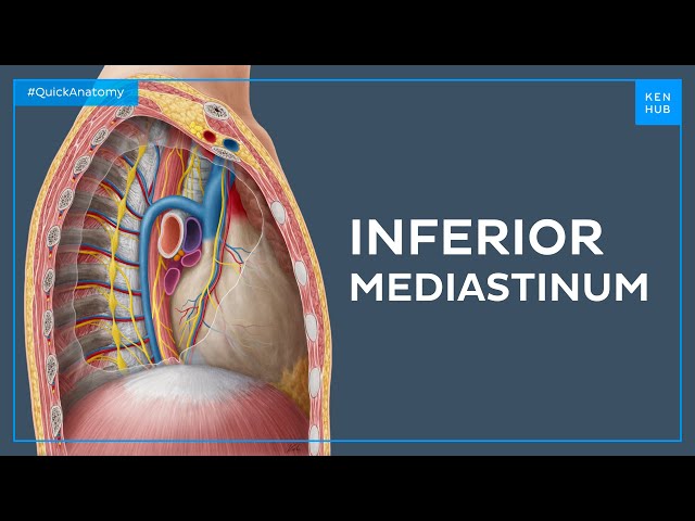 Mediastinum Anatomy