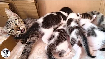 Mama Cat Keeps Talking to Her Meowing Kittens While Nursing Them