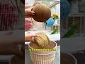 This cute little parrot just had the funniest reaction ever 😱🐦  I wasn’t expecting THIS at all 😂💛