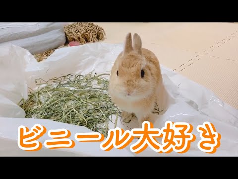 ポケモン 目がぐるぐる うさぎ ポケモン 目がぐるぐる うさぎ