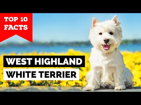West Highland White Terrier - Top 10 Facts [Westie]