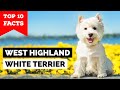 West highland white terrier  top 10 facts westie