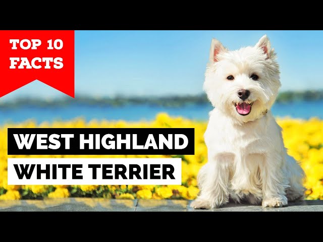 west highland white terrier