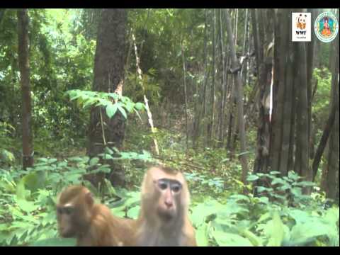 คลิปรวมจากกล้องวีดีโอในการบันทึกสัตว์ป่าที่ใกล้จะสูญพันธ์ุในผืนป่าแม่วงก์