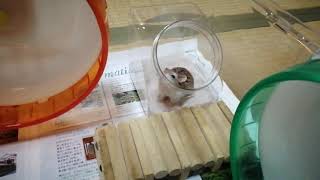 １００均 ロボロフスキーハムスターにセリアで買った砂浴び容器を与えてみた Youtube