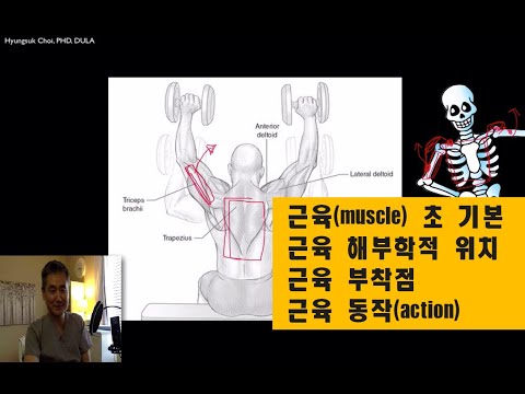 근육 기본 개념, 근육 부착점(origin-insertion), 기능(action) 외우기