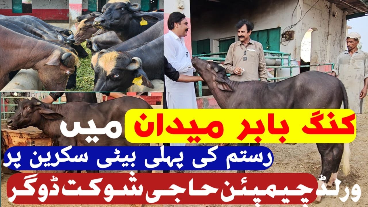 Exploring High Quality Breeder & High Milking Buffalos Of World champion Haji Shokat Dogar Pakistan