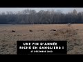 Une fin danne riche en sangliers 