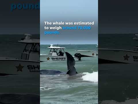 Humongous beached sperm whale dies off Florida coast #Shorts