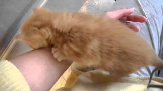 3 week old orange tabby kitten by jonwooz 10,219 views 13 years ago 44 seconds