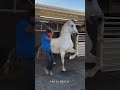 Wild West Horses Acting Like Total Clowns Compilation#HorseCompilationUSA #USAnimalFails