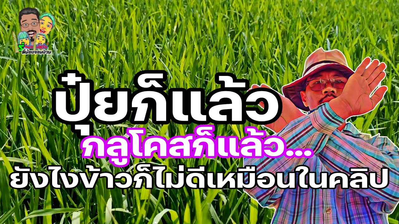 ใส่ปุ๋ยก็แล้วพ่นกลูโคสก็แล้วทำตามในคลิปก็แล้วข้าวก็ยังโตไม่เต็มที่เป็นเพราะอะไร่มาดูให้จบนะ