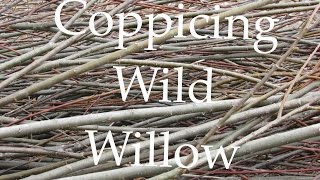 Semi-Cultivating Wild Willow- Coppices and Pollards and Beavers. Oh My!