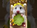 赤い靴