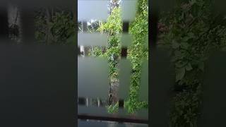beautiful bird at the beautiful window,cliped by ❣️ 🤩🤩#nature #birds #shorts