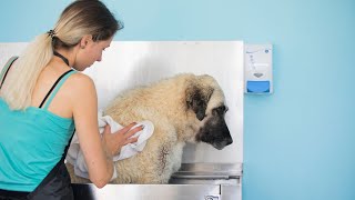 Kangal Dogs: History, Characteristics, & Care