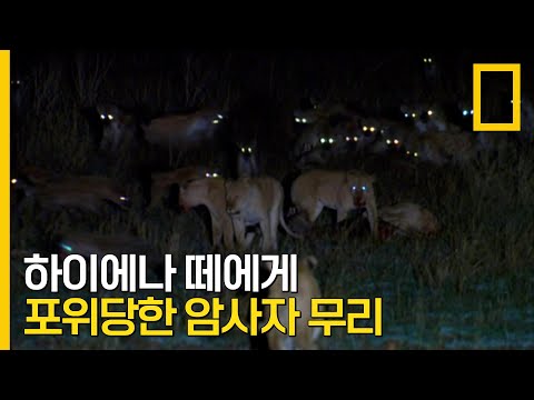 하에에나 vs 사자의 패싸움, 싸움을 종결시킬 끝판왕의 등장! | 아프리카 최고의 사냥꾼 하이에나