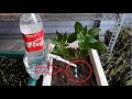 Make drip watering drop irrigation system from cokie bottle| Làm hệ thống tưới nhỏ giọt từ chai nhựa