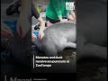 Animal acupuncture!