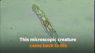 Ancient creature survives 24,000 years in Siberian permafrost