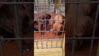 Ramrod & Angel Pups 6Wks Old