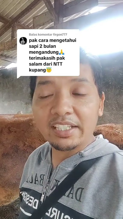 gimana cara mengetahui sapi bunting 2 bulan?? #suksesternaksapi #sapipedaging #tutorial #edukasi#fyp