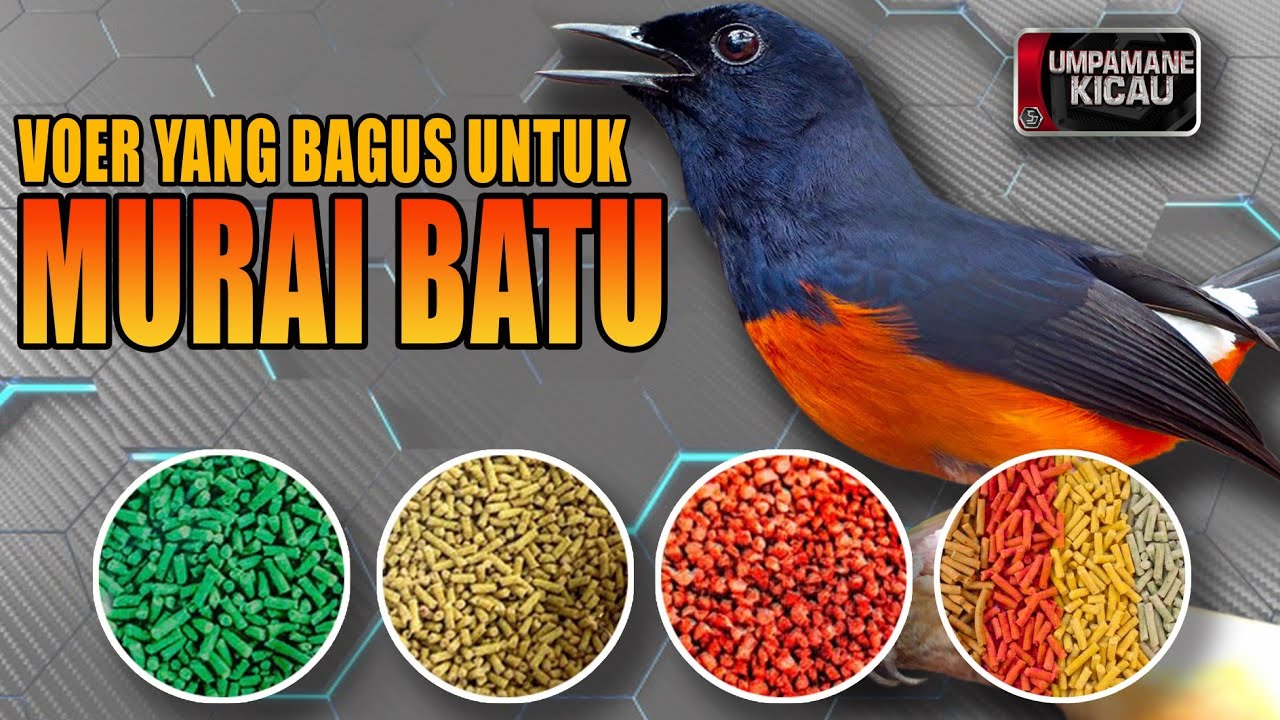 ИХ ПОТРЕБНОСТИ РАЗНЫЕ‼️ ВЫБОР ПРАВИЛЬНОГО КОРМА ДЛЯ ПОВЫШЕНИЯ ПРОИЗВОДИТЕЛЬНОСТИ МУРАЙ БАТУ