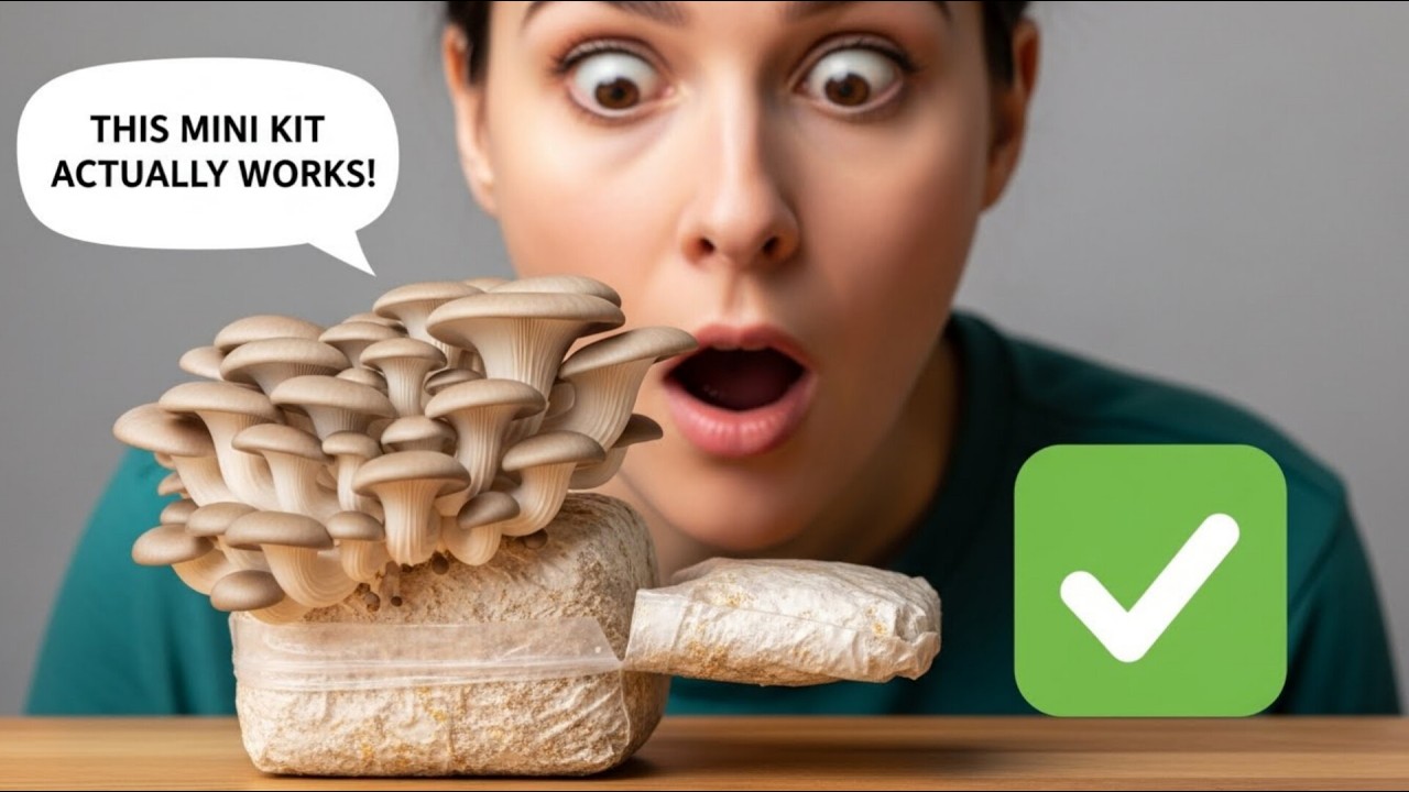 I Built a Mini Mushroom Farm on My Table!