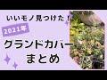 《2021グランドカバーの全てがわかる！？》今年植えてよかったのは！？日向～日陰おすすめ３選／要注意グランドカバー／早く覆いたい方向けなどグランドカバーまとめ動画／ガーデニング／園芸