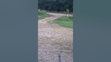 Sonic Boom vs Basketball