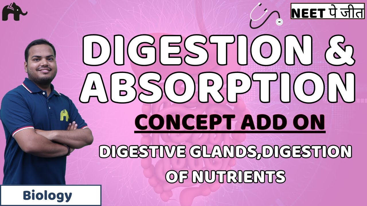 Digestion & Absorption Class 11 NEET | Digestive Glands, Digestion of ...