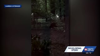 Black bear spotted in Clinton neighborhoods