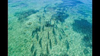 Flyfishing For Tarpon - Florida Keys - Saltwater Experience