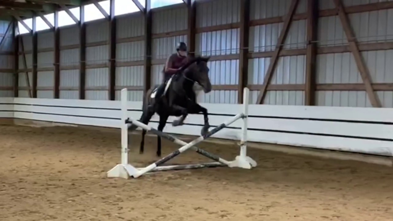 6 Yr old OTTB Andrew (JC: Aussie Fury) 4 months in training progress video