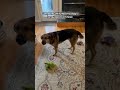 Dog Only Listens When Dad Speaks Chinese