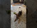 Dog Only Listens When Dad Speaks Chinese